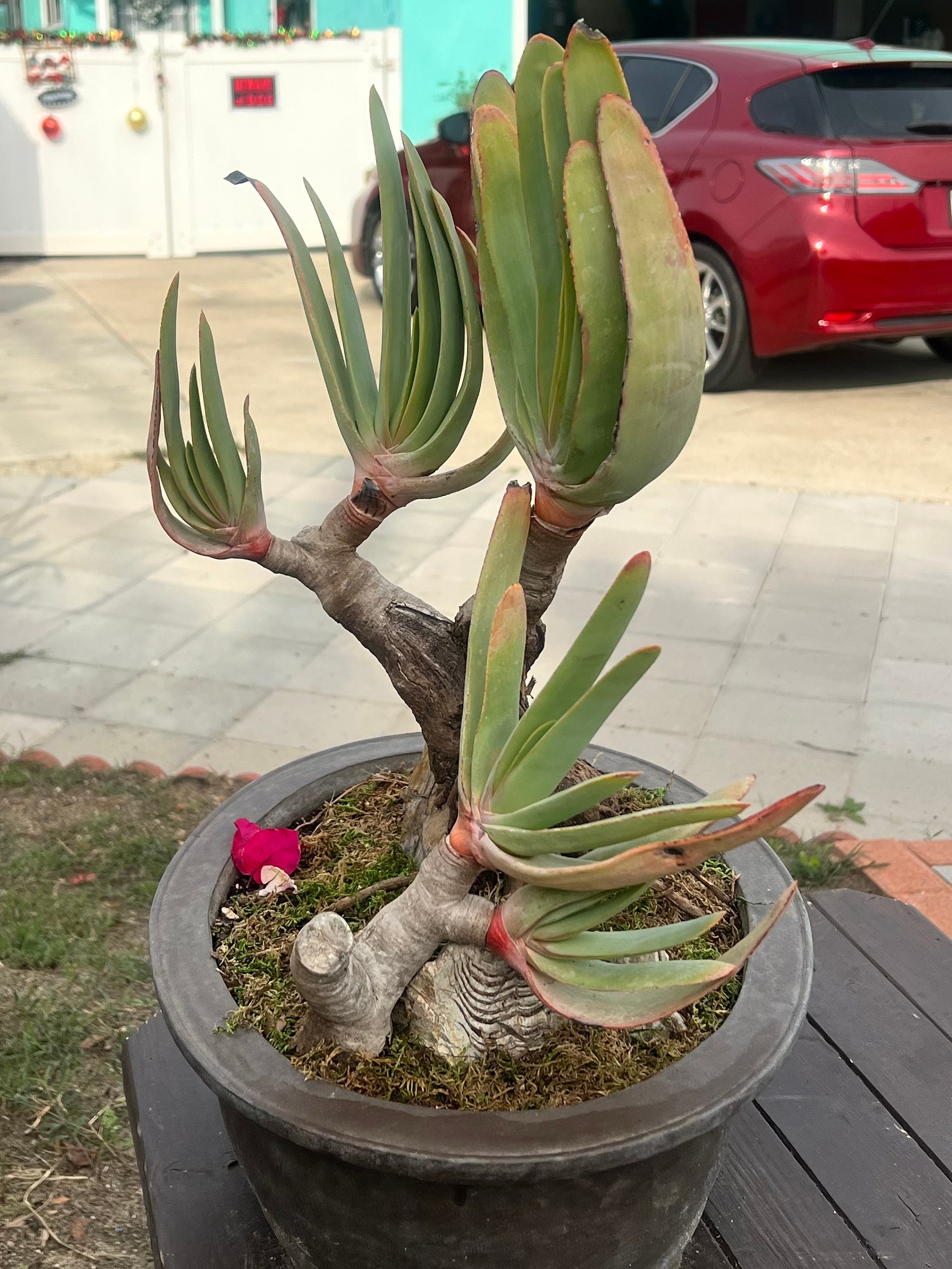 aloe vera frisch 100% Bio Aloe Vera Direktsaft – KUMARI