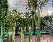 1 lucky bamboo house plant indoor plant 36-48 inches