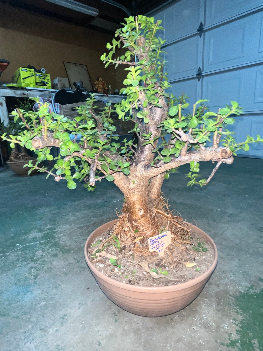 Rare Portulacaria Afra Corks Bark Bonsai Tree 45 Years Old Etsy