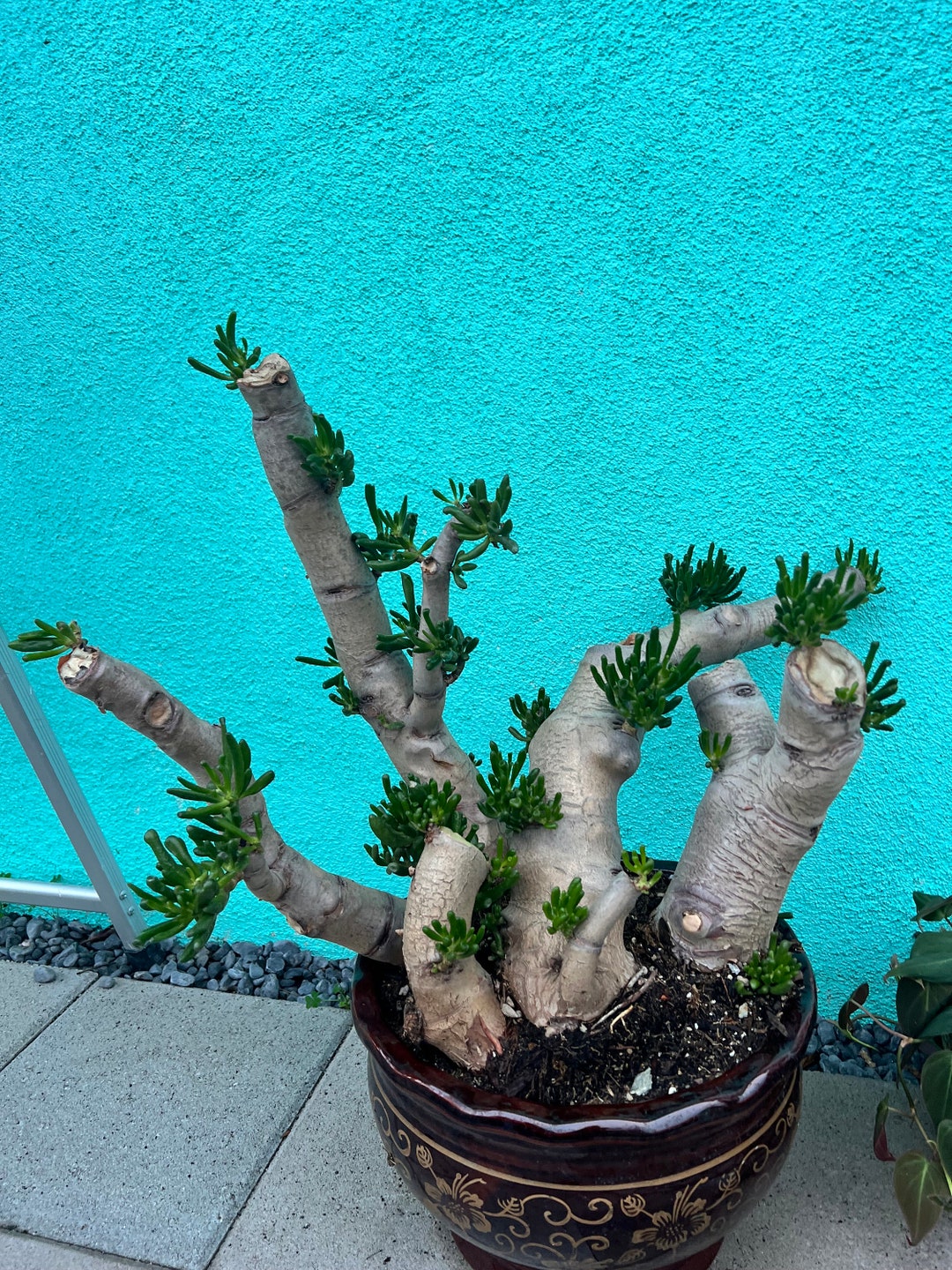 Bonsai Tree Crasulla Ovata Lady Fingers Bonsai Tree Jade Bonsai 45 Years Old Bonsai Tree Etsy