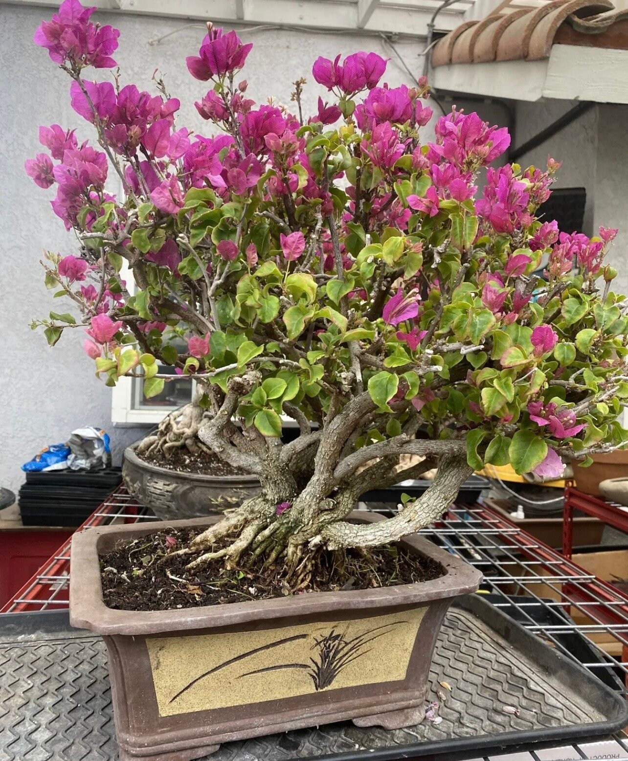 Bougainvillea Glabra Bonsai