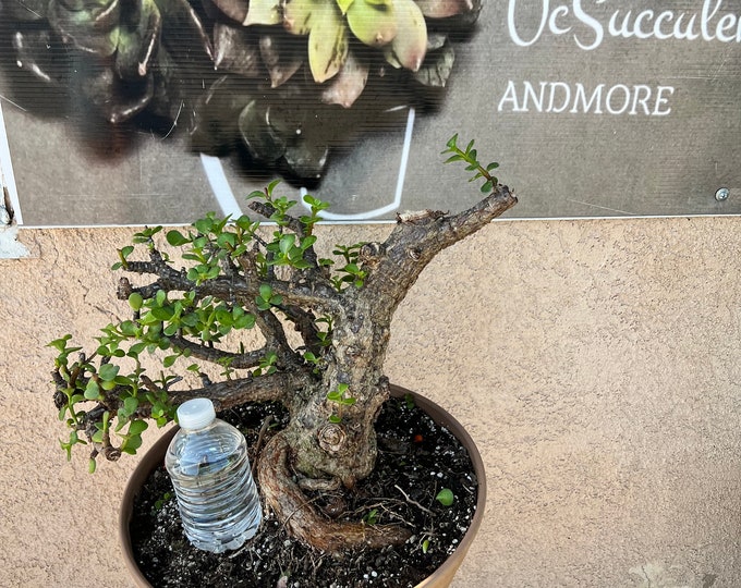 Portulacaria Afra Cork Bark Dwarf Jade Tree Dwarf Jade 35 Years Old Etsy