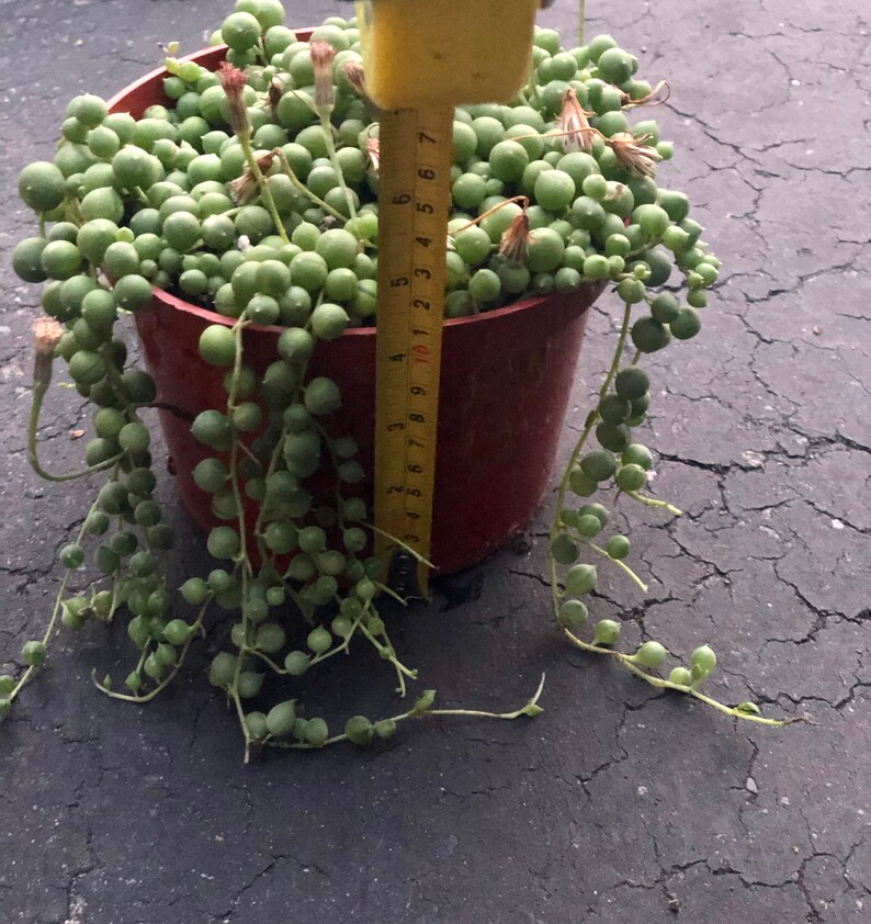 String of Pearls Senecio Rowleyanus