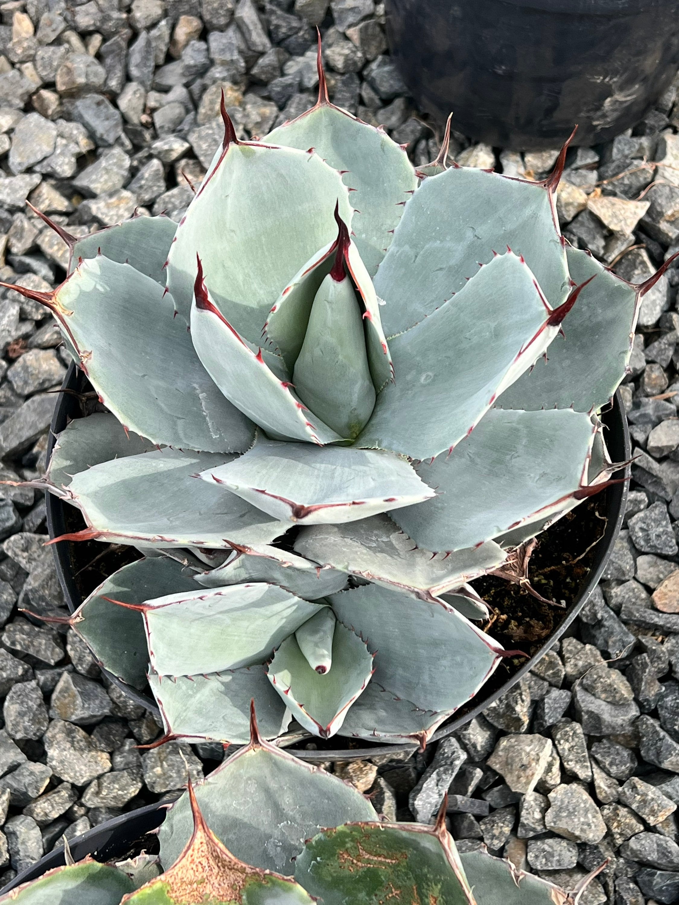 松野屋 キャンバスフラットショルダー 激レア 斑入 Agave parryi
