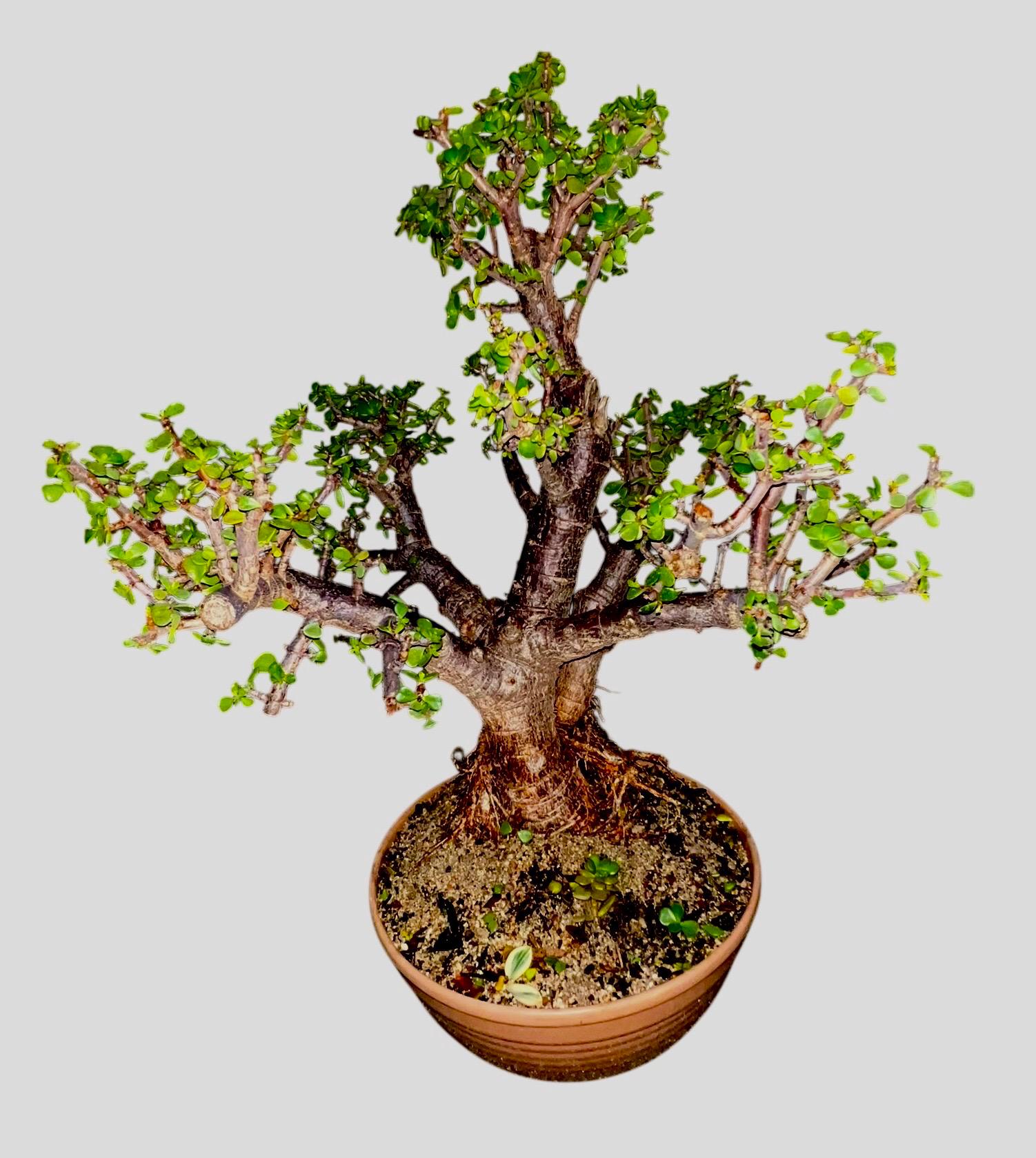 Portulacaria Afra Cork Bark Dwarf Jade Tree Dwarf Jade 45 Years