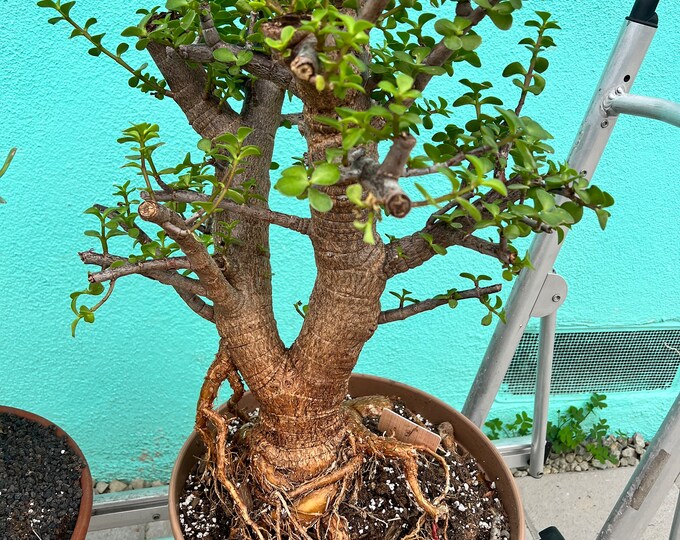Portulacaria Afra Cork Bark Dwarf Tree 45 Years Old Bonsai Tree Air