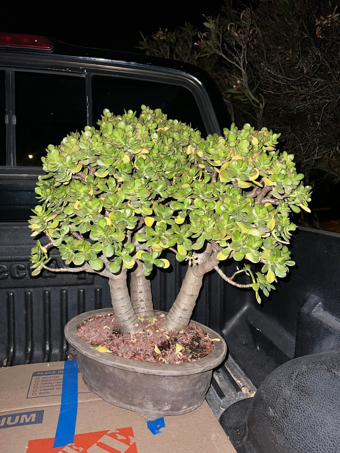 Crassula Ovata Minima Bonsai Tree Jade Plant Feng Shui Plant Etsy