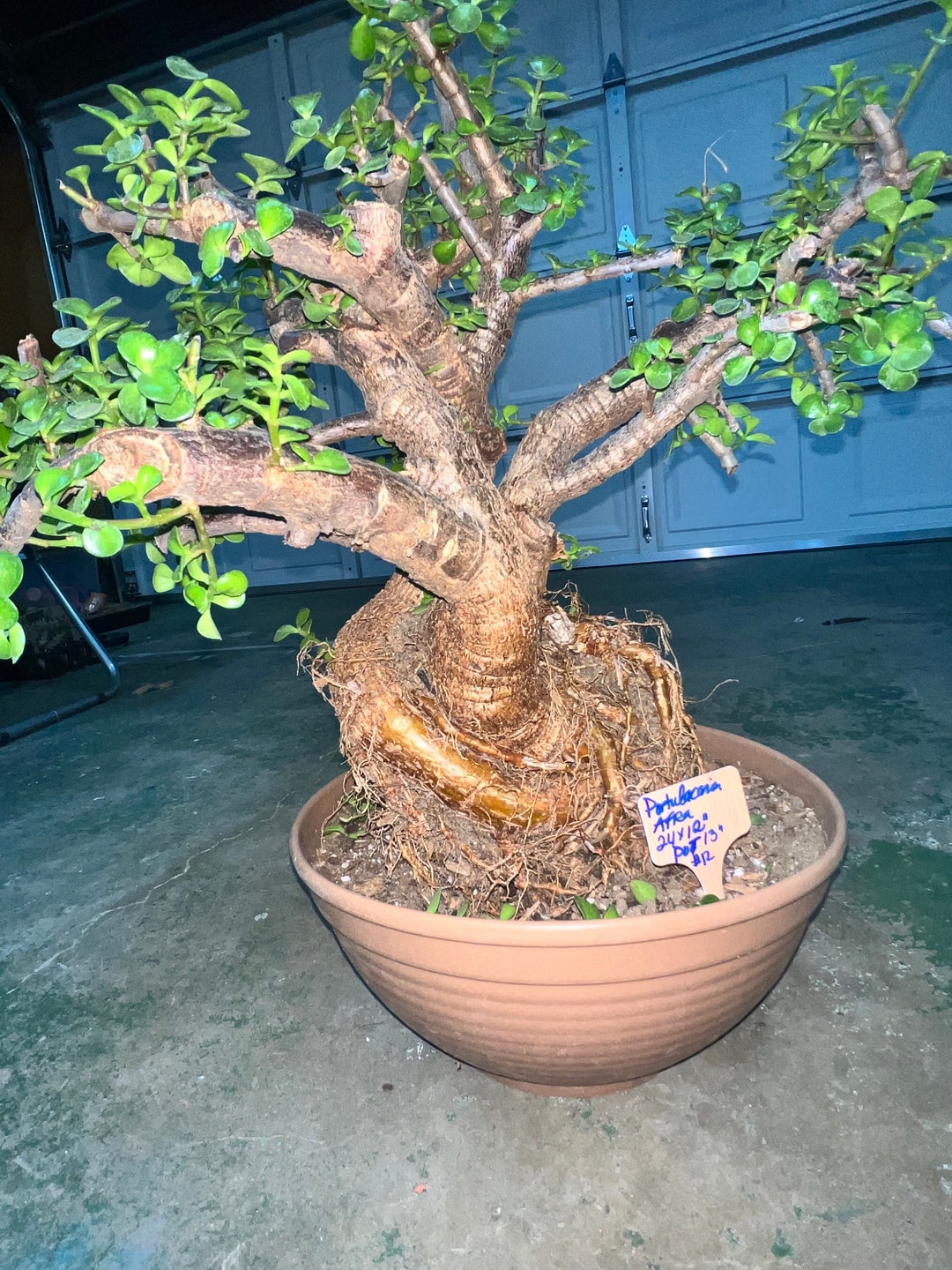 Rare Portulacaria Afra Corks Bark Bonsai Tree 45 Years Old Etsy