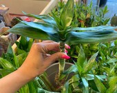 3 lotus lucky bamboo 14 inch