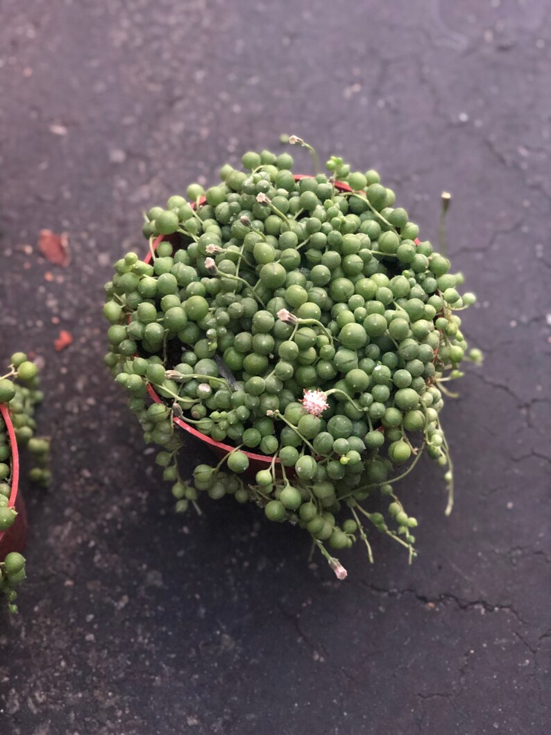 String of Pearls Senecio Rowleyanus