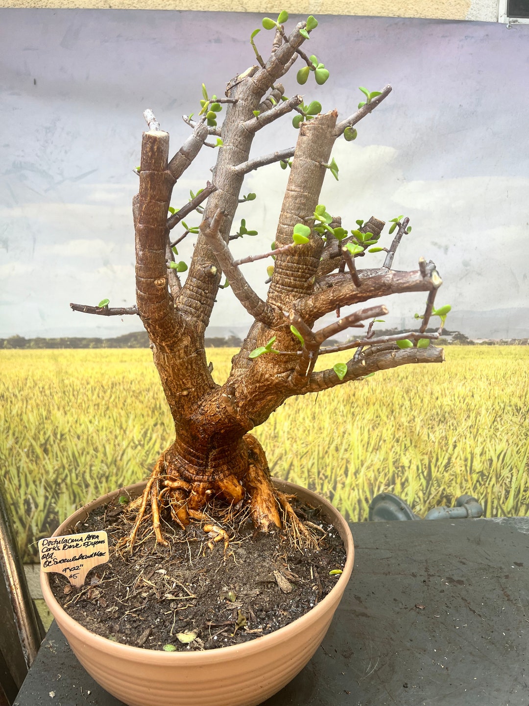 Portulacaria Afra Cork Bark Dwarf Jade Tree Dwarf Jade 50 Etsy