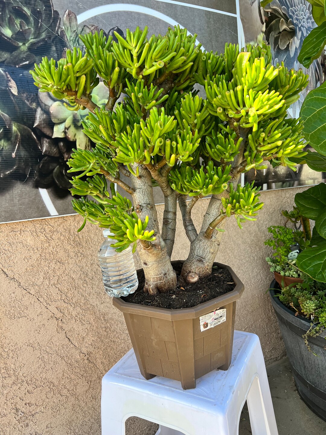 Crassula Ovata Gollum Bonsai Tree Dwarf Jade Feng Shui Plant Etsy