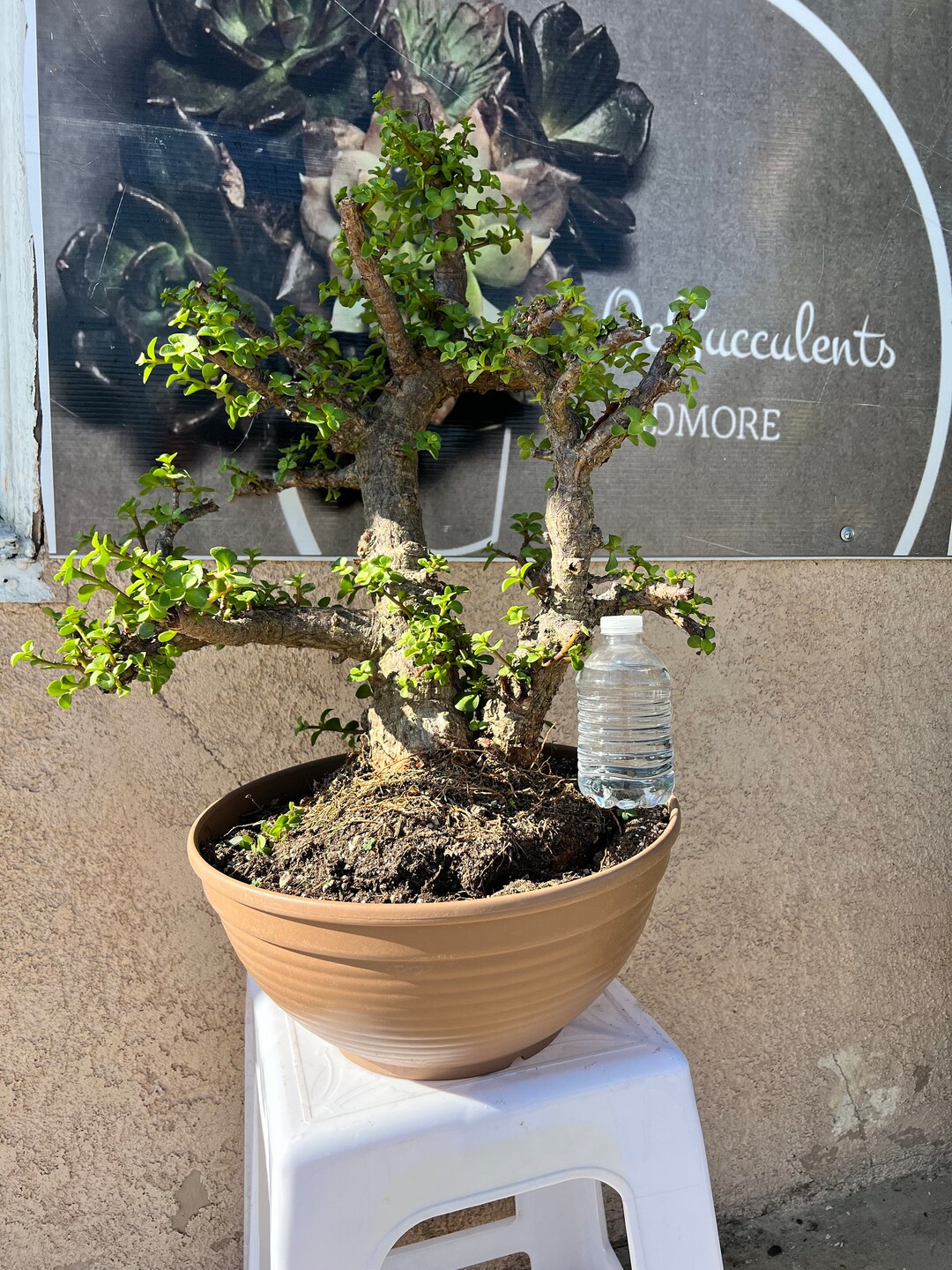 6 Dwarf Jade Bonsai Cuttings – Portulacaria Afra, 6" Long, Cork Bark, Succulent