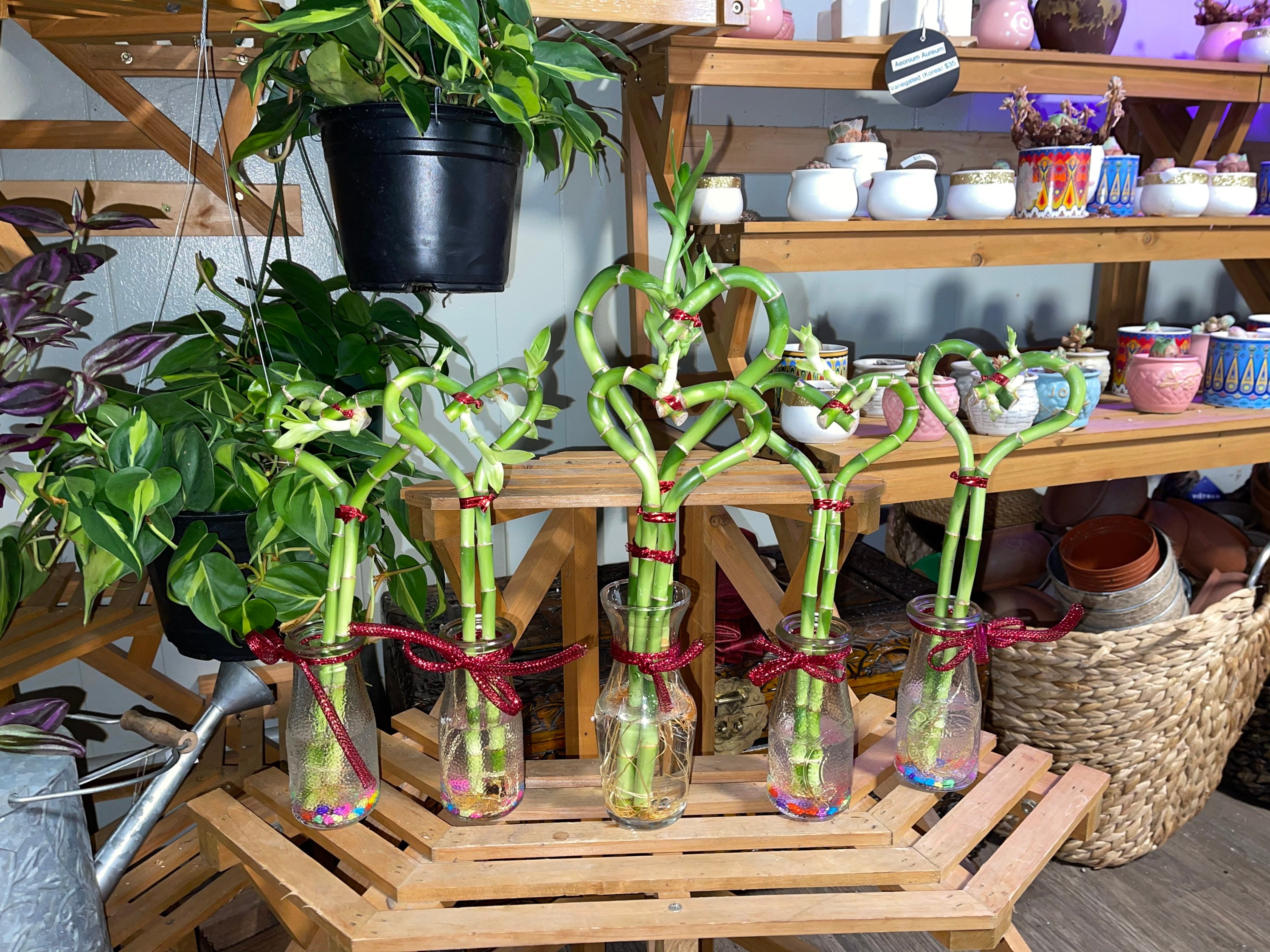 1 Heart Shaped Lucky Bamboo House Plant Indoor Plant Etsy