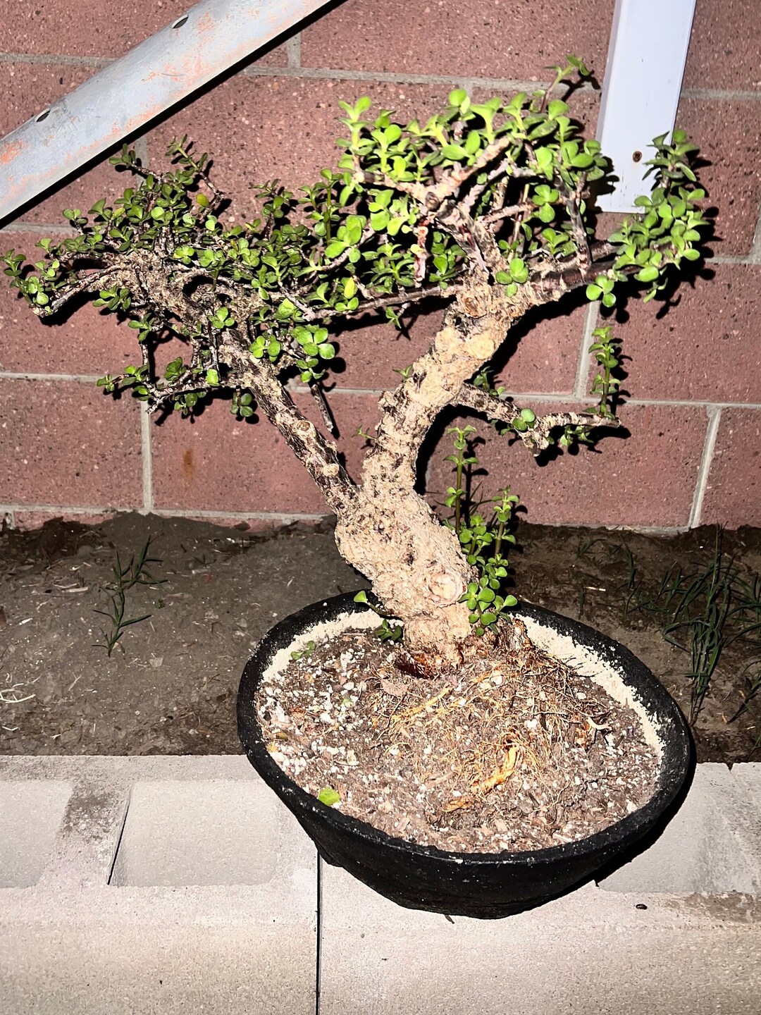Portulacaria Afra Bonsai Tree Corks Bark Bonsai Tree 45 Years Etsy