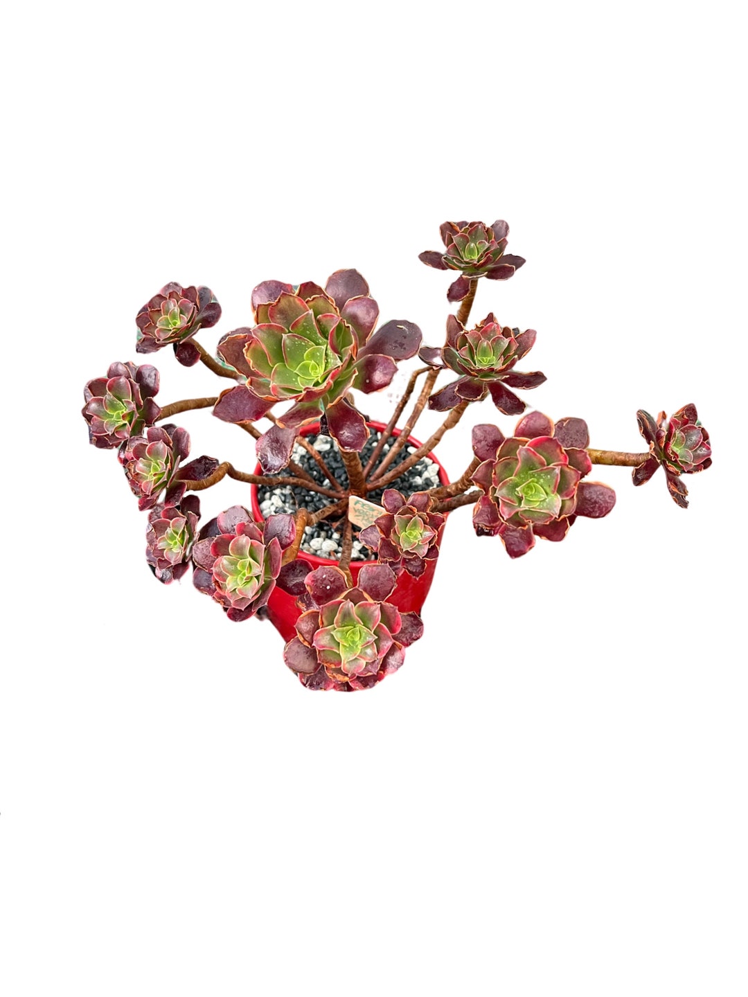 Aeonium Sp. Variegated Rare Succulent Korea Succulent Rare Etsy