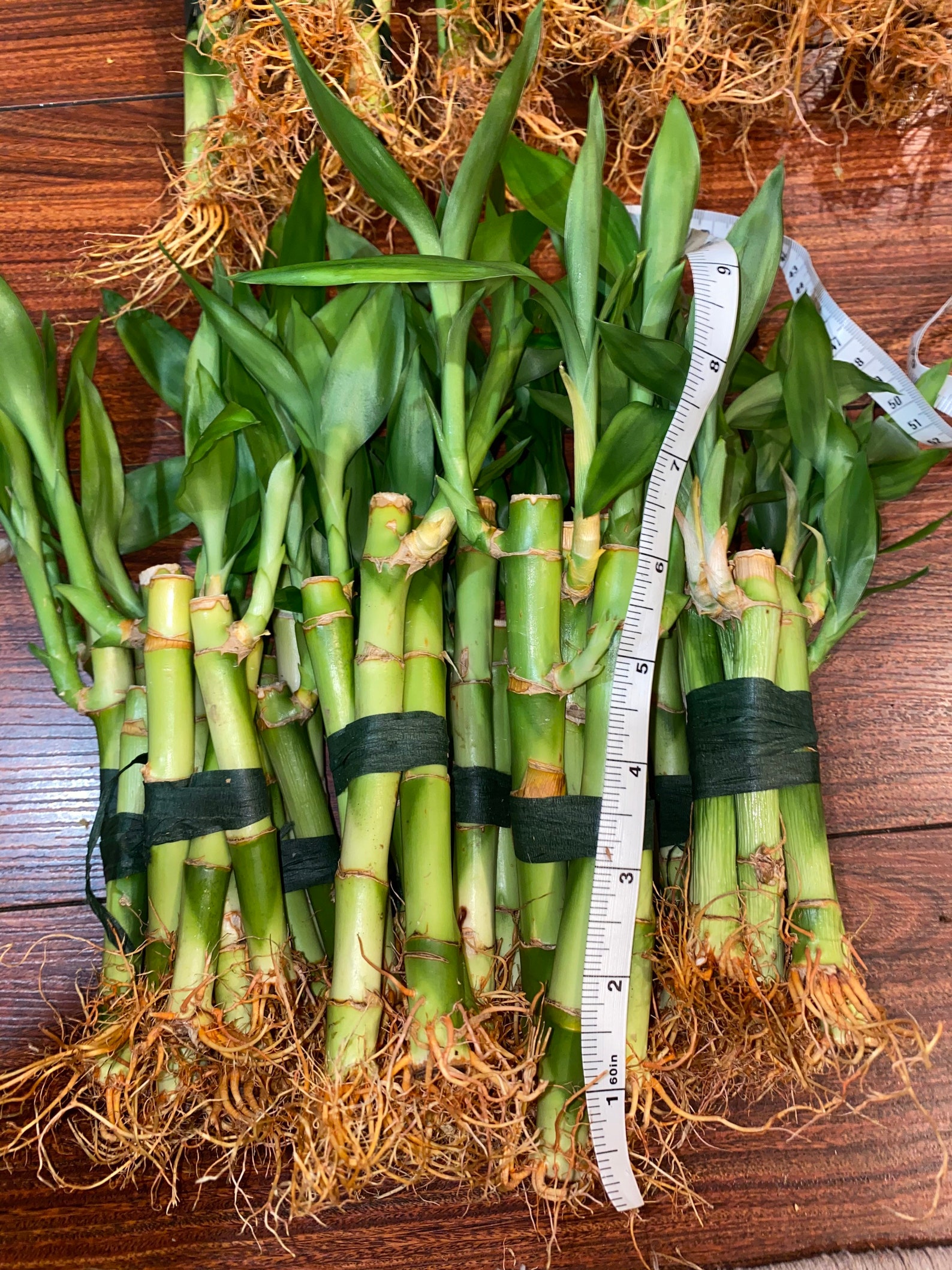 46 inch bamboo lucky bamboo house plant indoor plant with Etsy