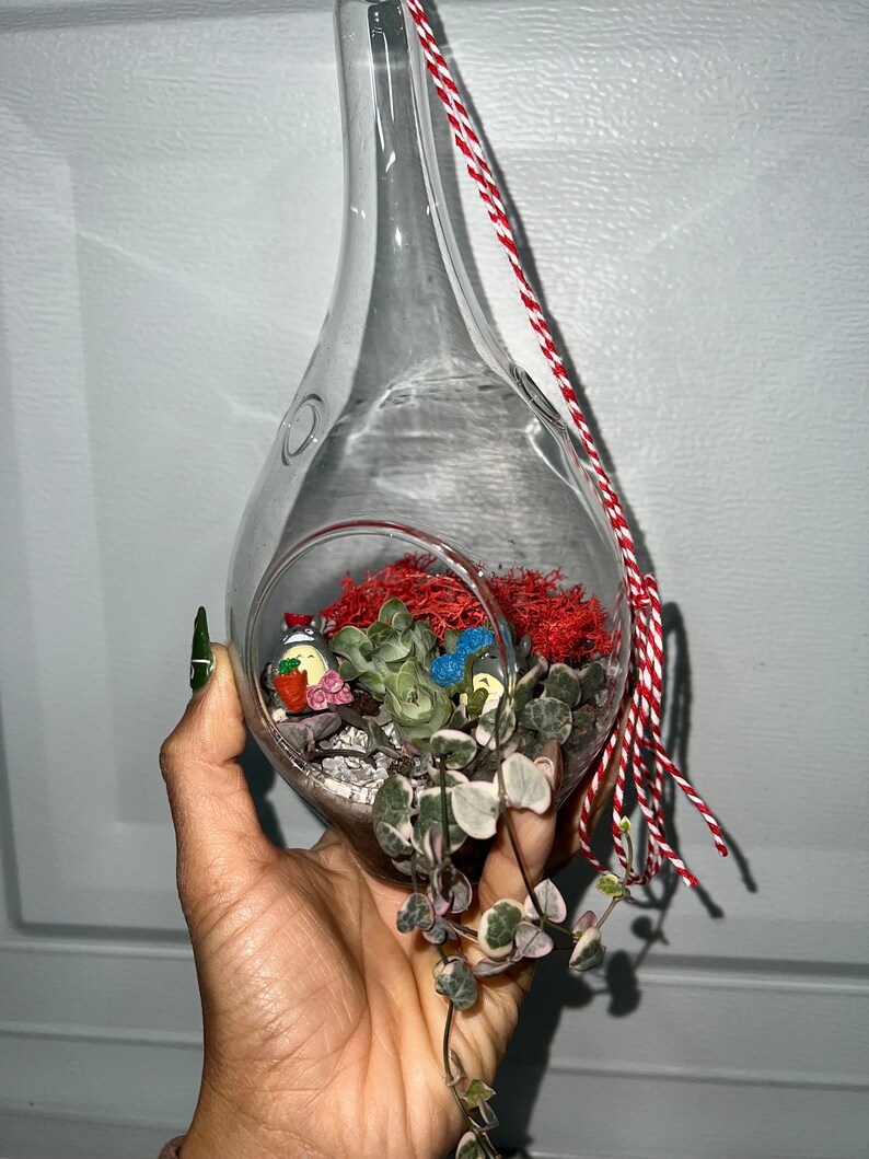 Hanging Terrarium Succulent Arrangement String of Hearts Variegated