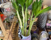 Lotus bamboo lucky bamboo house plant indoor plant