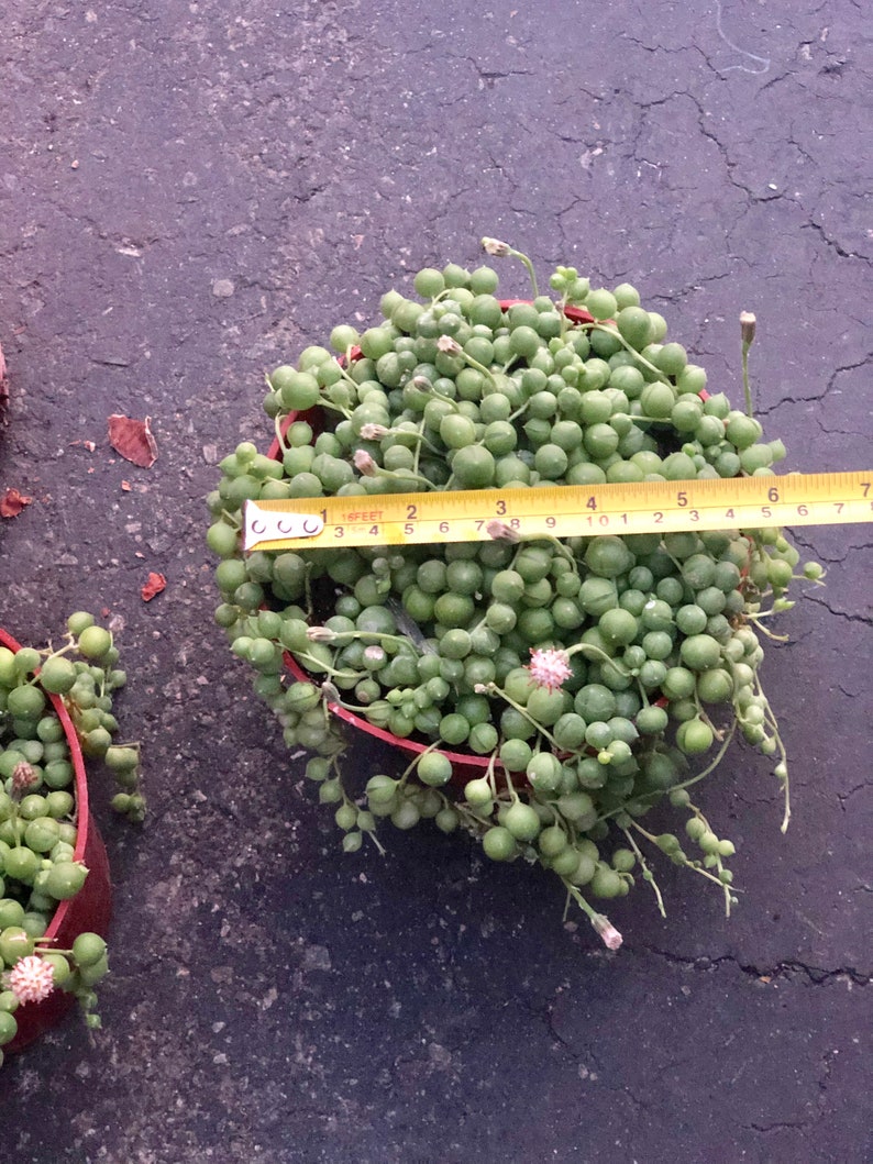 String of Pearls Senecio Rowleyanus