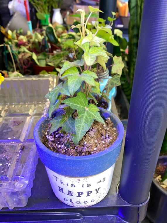 Ivy plant arrangement gift | Etsy