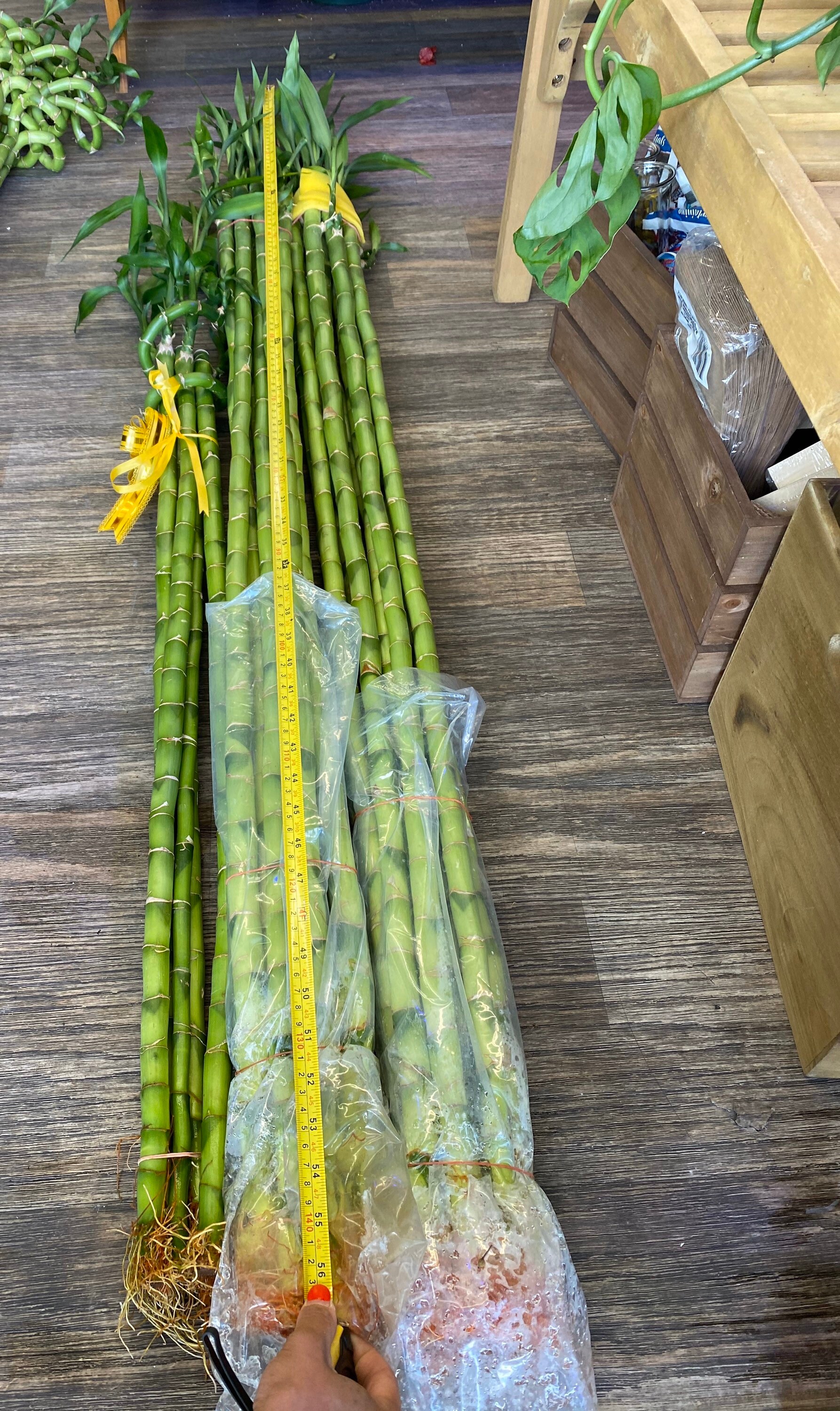 4 lucky bamboo house plant indoor plant 3648 inches Etsy