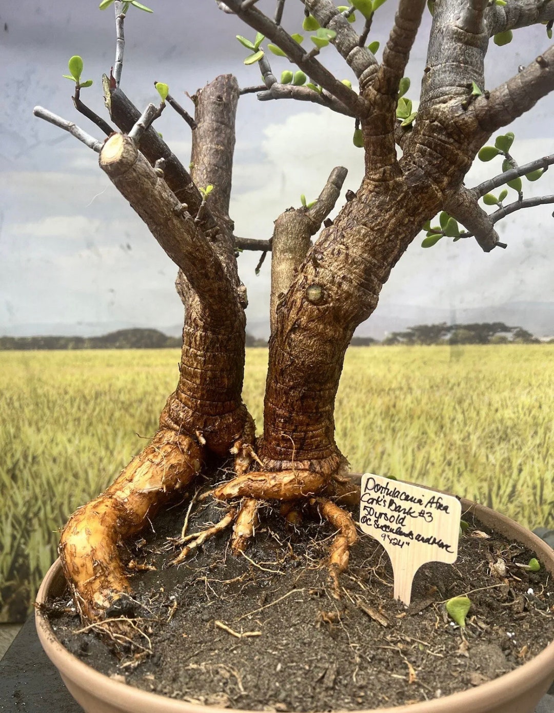 Portulacaria Afra Cork Bark Dwarf Tree 45 Years Old Bonsai Etsy