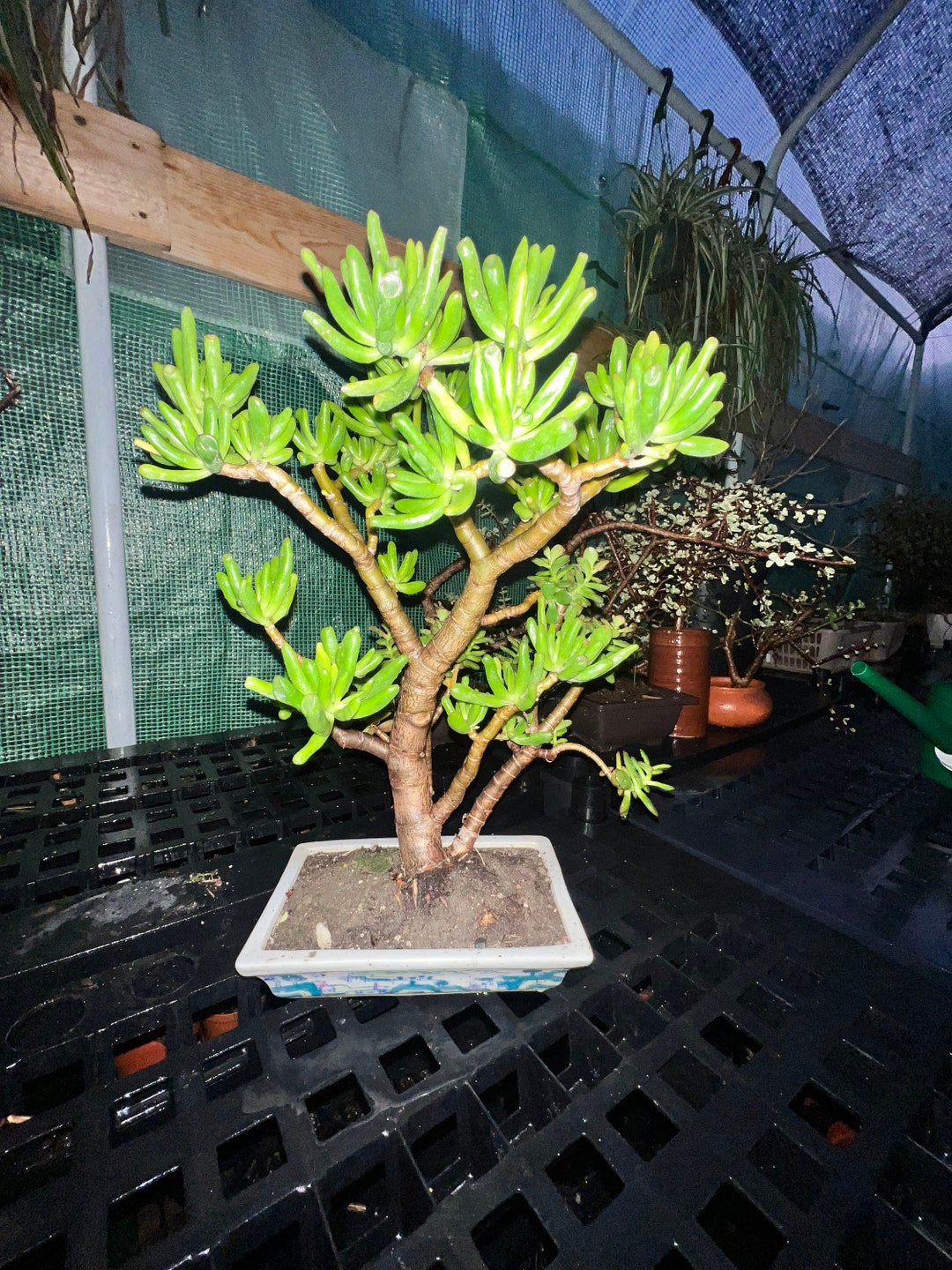 Crassula Ovata Gollum Bonsai Tree Jade Plant 25 Years Old Etsy