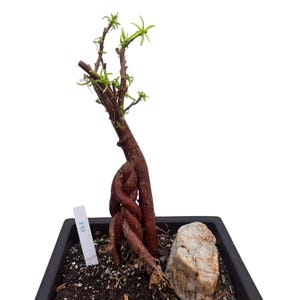 Mestoklema Tuberosum Bonsai Succulent Rare Caudex Plant Exposed Root Fat Trunk South African Succulent Bonsai Flowering Bonsai