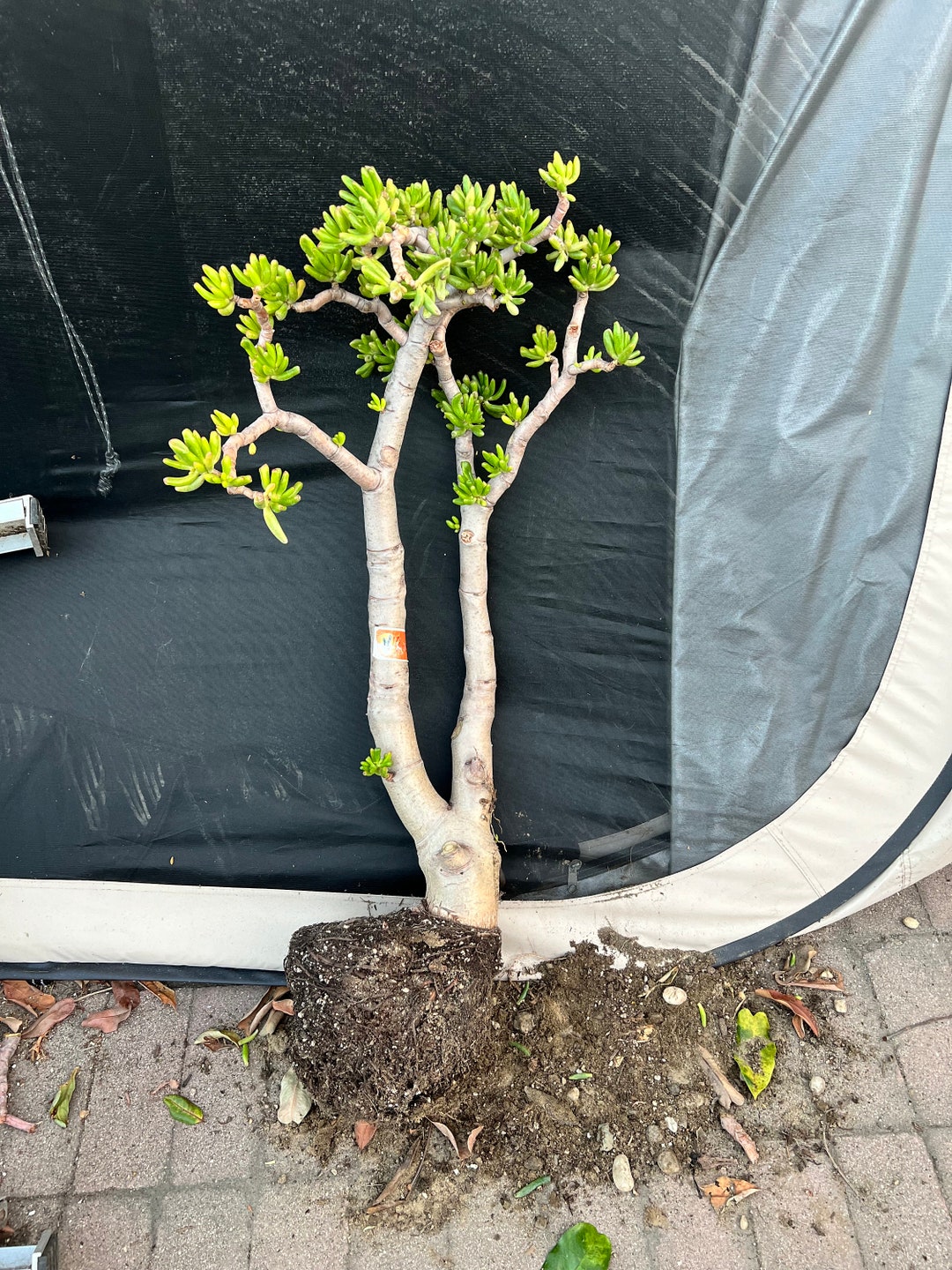Saledwarf Jade Crasulla Ovata Gollum Bonsai 35 Years Old Feng Etsy