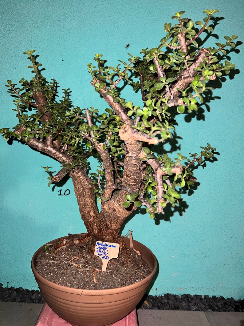 Portulacaria Afra Cork's Bark Rare 45 Years Old Dwarf Jade Bonsai Etsy