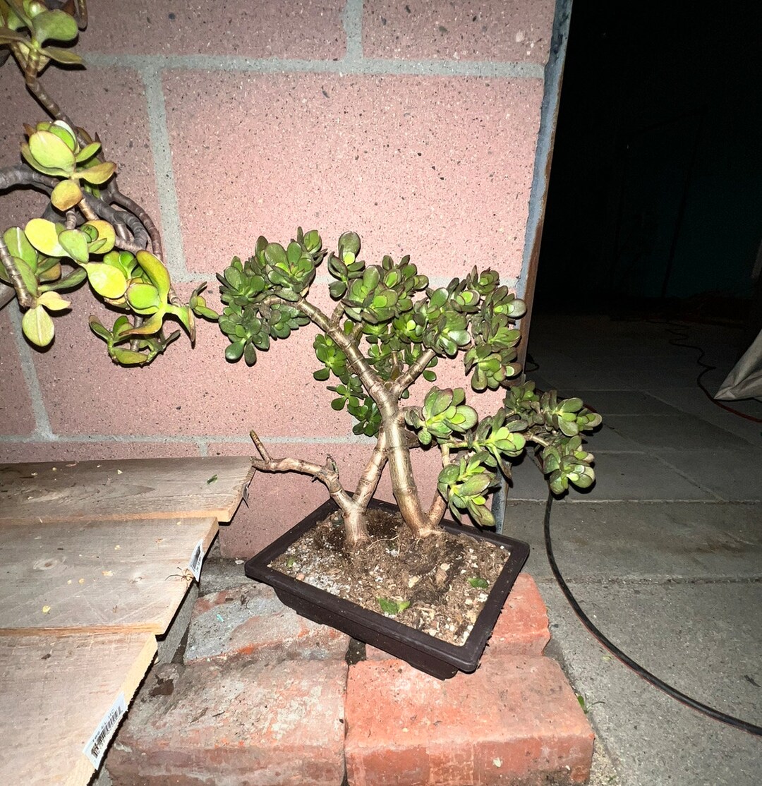 Crassula Ovata Minima Bonsai Tree Jade Plant Feng Shui Plant Etsy