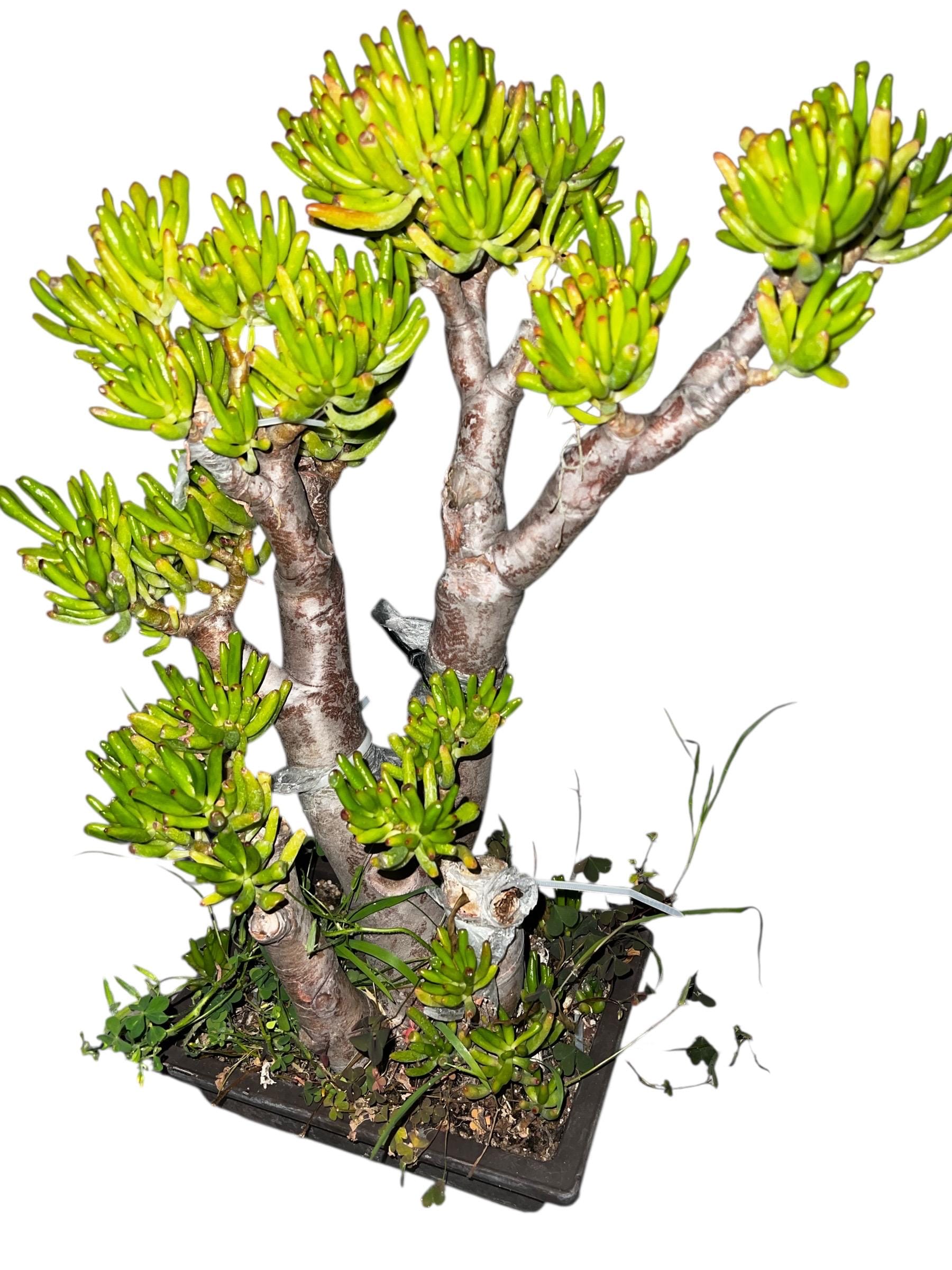 Crassula Argentea Gollum lady’s finger bonsai tree 35 years old