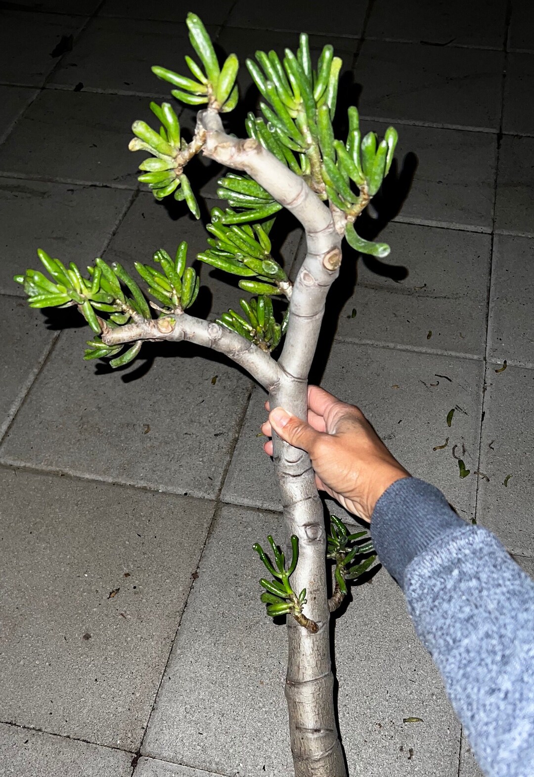 Crasulla Ovata Lady Fingers Bonsai Tree Jade Bonsai 35 Years Old Cutting Etsy