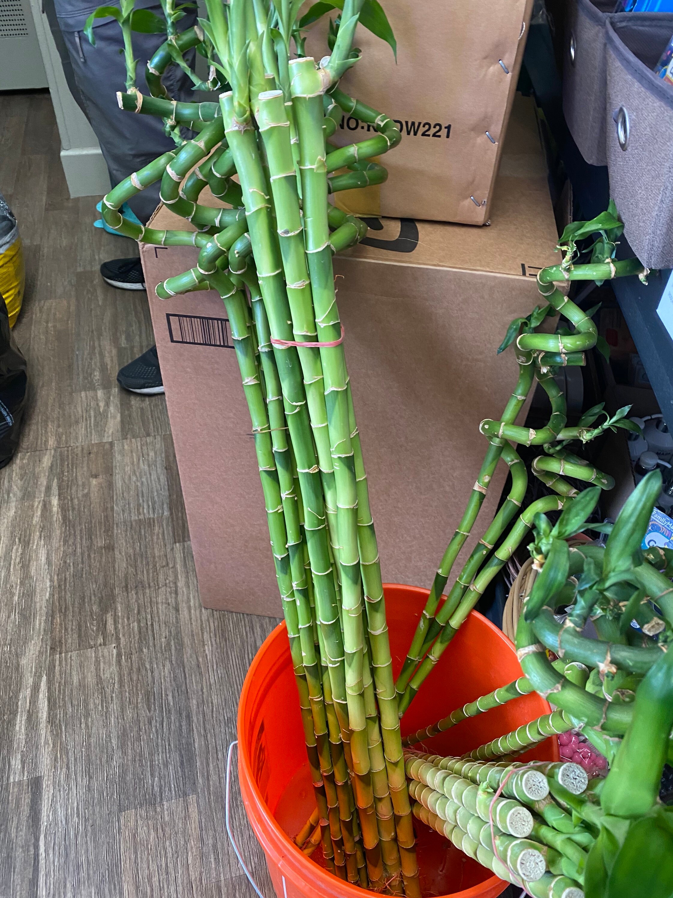 30 inch bamboo lucky bamboo house plant indoor plant Etsy