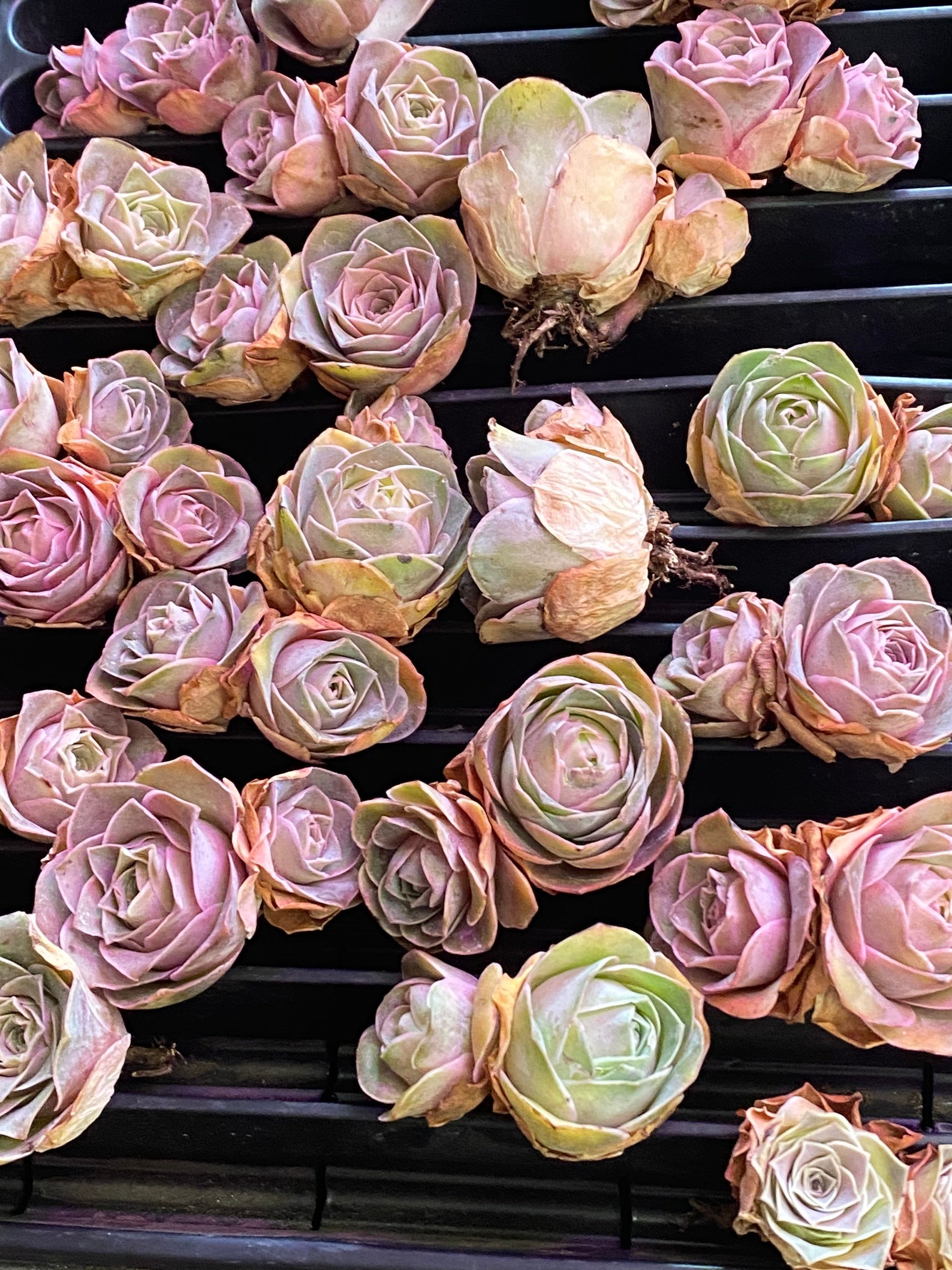 Aeonium Aureum pink Greenovia Mountain Roses rare succulent Etsy