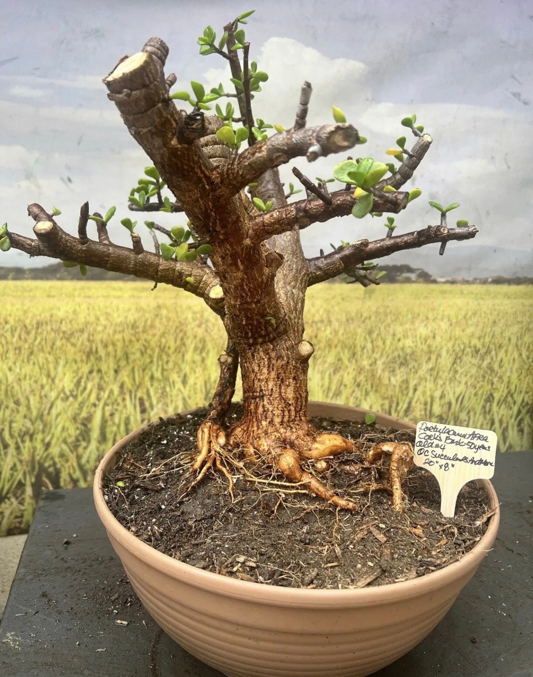Rare Portulacaria Afra Corks Bark Bonsai Tree 45 Years Old Etsy