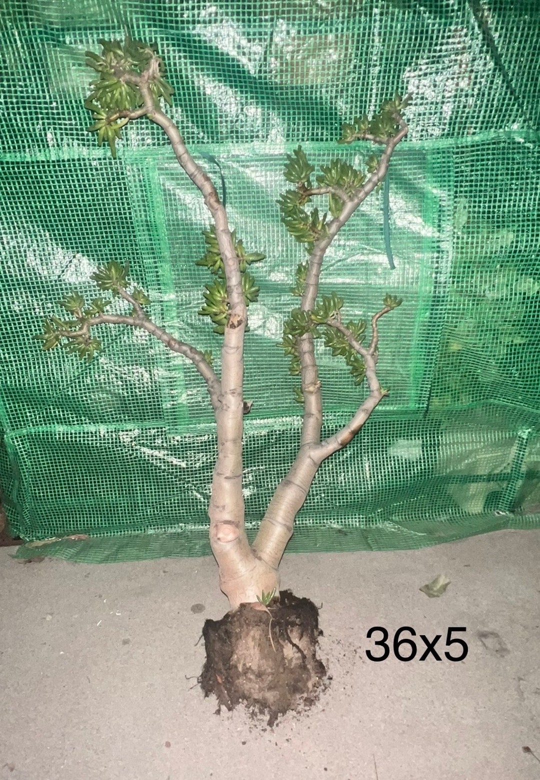 Crassula Ovata Gollum Bonsai Tree Jade Bonsai 45 Years Old Etsy