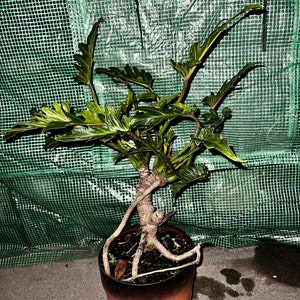 green spider plants Spider Plant (Chlorophytum Green Edge)  Baton Rouge Succulent Co