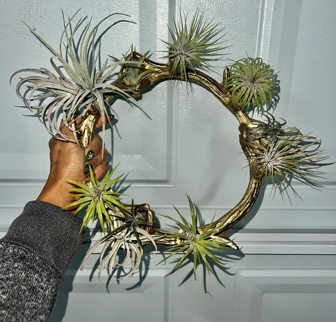 Air Plant Tillandsia Living Wall Air Plant Decor Air Plant Etsy