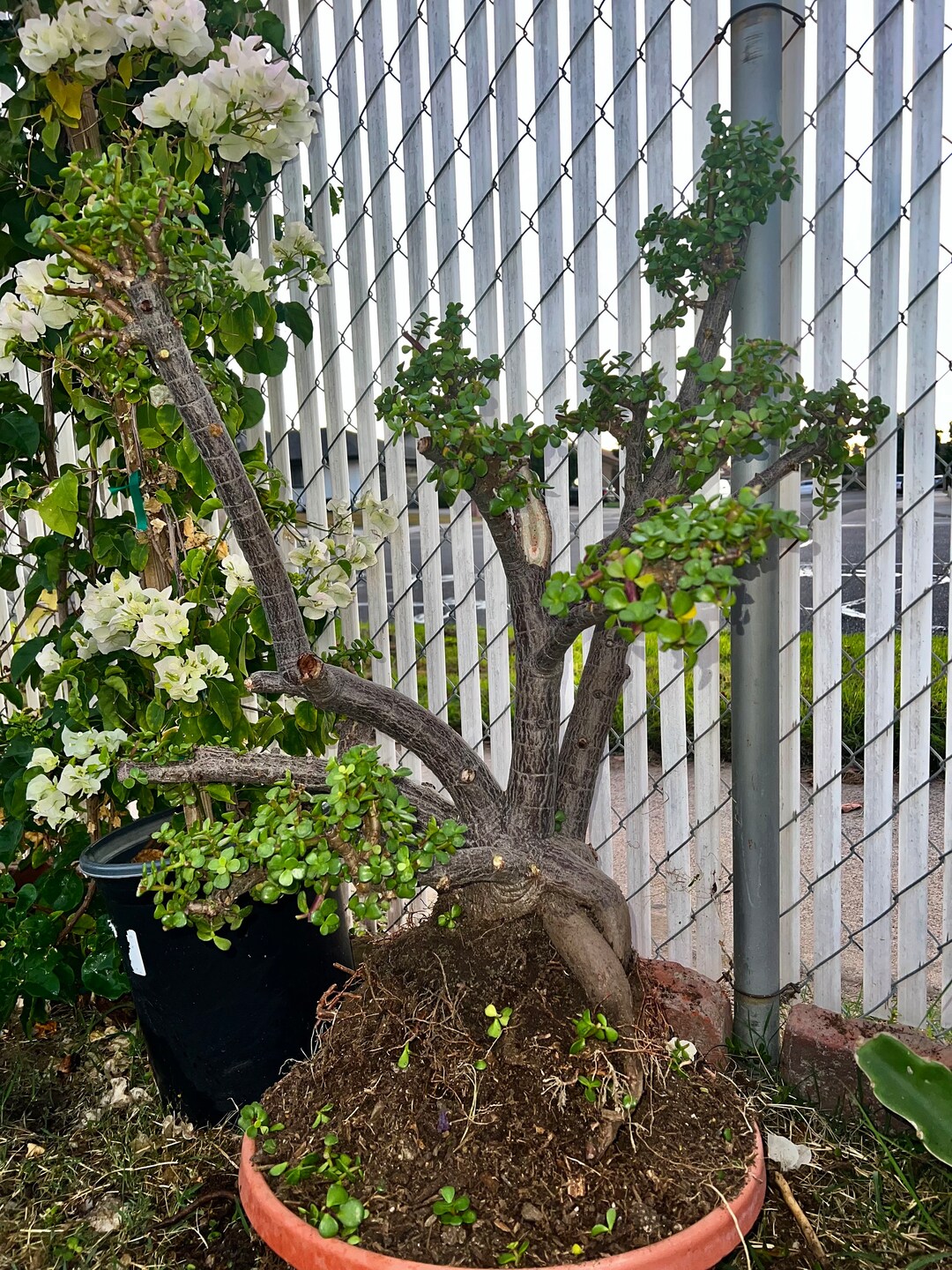 Rare Portulacaria Afra Cork Bark Dwarf Jade Tree Dwarf Jade 75 Etsy