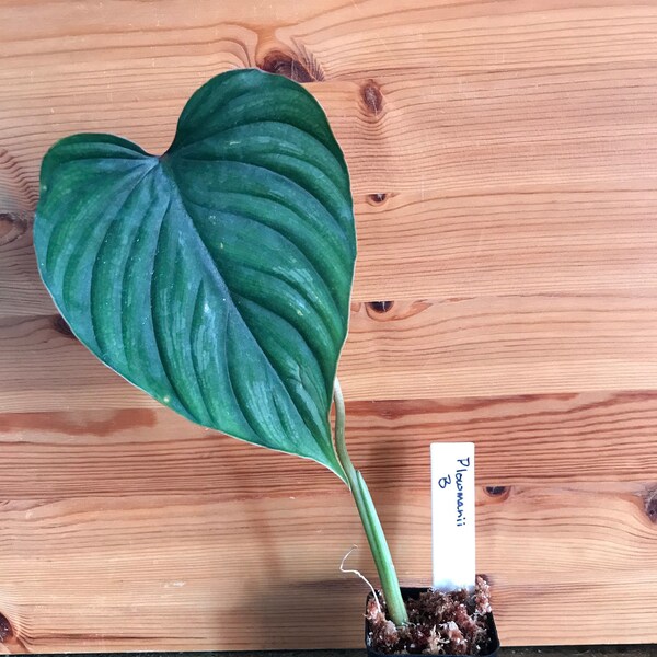 Philodendron plowmanii | Rare Crawling Houseplant | US Seller