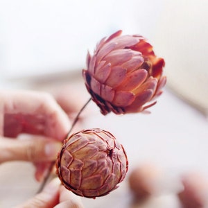 dried protea balls branches，dried flowers arrangement，dry flowers for vase filling， DIY craft supply home decor，wedding flow decor