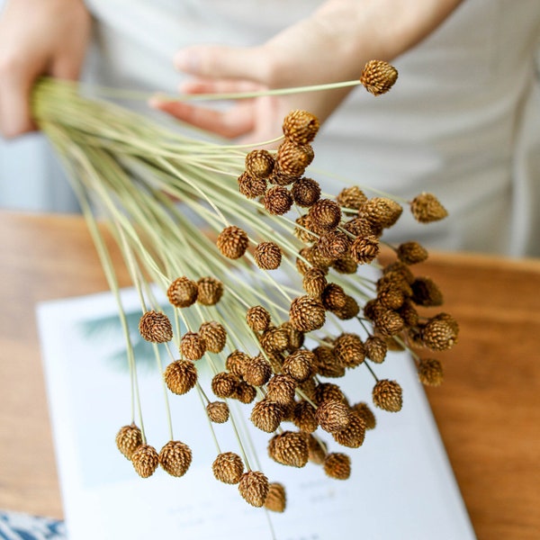 30 /50 sticks mini pinecone branches，dried flowers arrangement，cute flowers for vase，home decoration，wedding flowers decoration