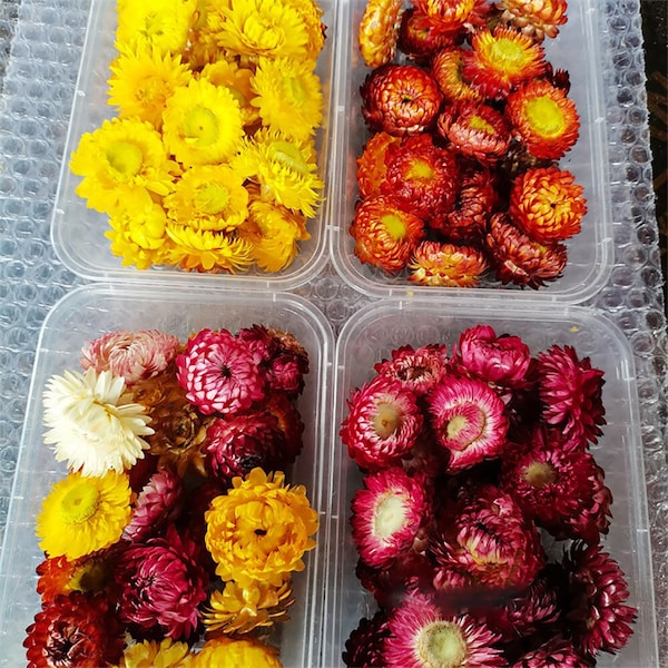 Fixed color boxed strawflowers，dried strawflowers heads，natural pruple strawflowers，DIY craft supply，handcraft materials，