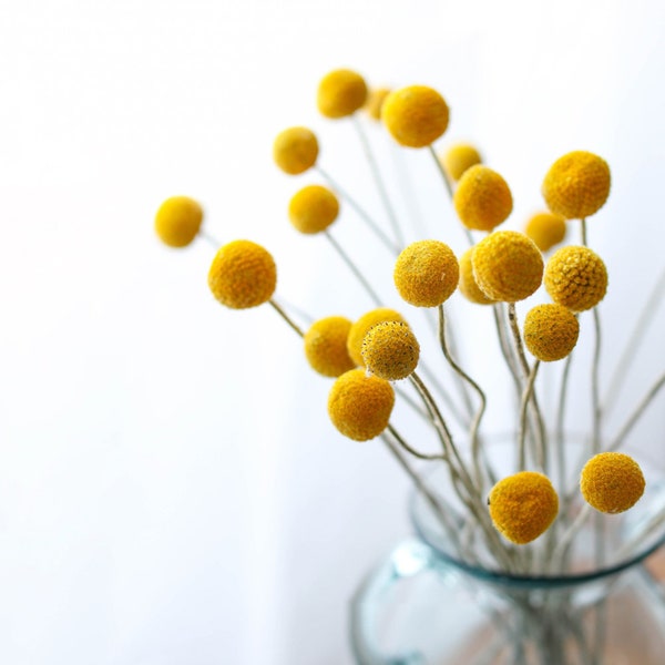 2022 nouvelles tiges de craspedia séchées, fleurs de boules de billy séchées, fleurs de craspedia naturelles, arrangement de fleurs séchées, fleurs pour vase, décor de mariage