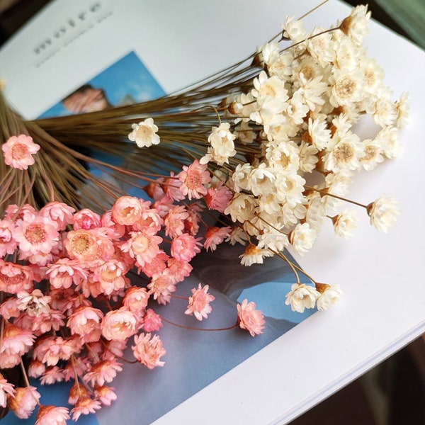 30/50/100 sticks dried  Star Flower blossom，dry  mini daisy flowers，dried flowers arrangement，DIY flowers materials，home decor