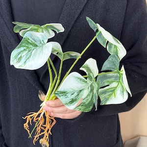 Bunte Monstera Albo Pflanzen, Blumentopffüllung, Tropische Blumendekoration, künstliche Grünpflanzen, Gartenwurzelpflanze