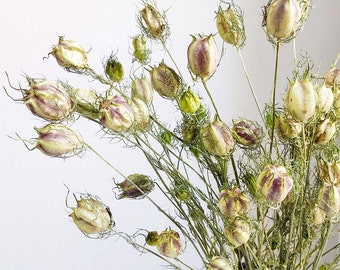 dried Nigella flowers bundle，dried flowers arrangement，dried flowers and grass，dried grass bouquet，home decoration，wedding flowers decor