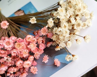 30/50/100 bâtonnets séchés fleur de fleur d'étoile, mini fleurs de marguerite sèches, arrangement de fleurs séchées, matériaux de fleurs de bricolage, décor à la maison